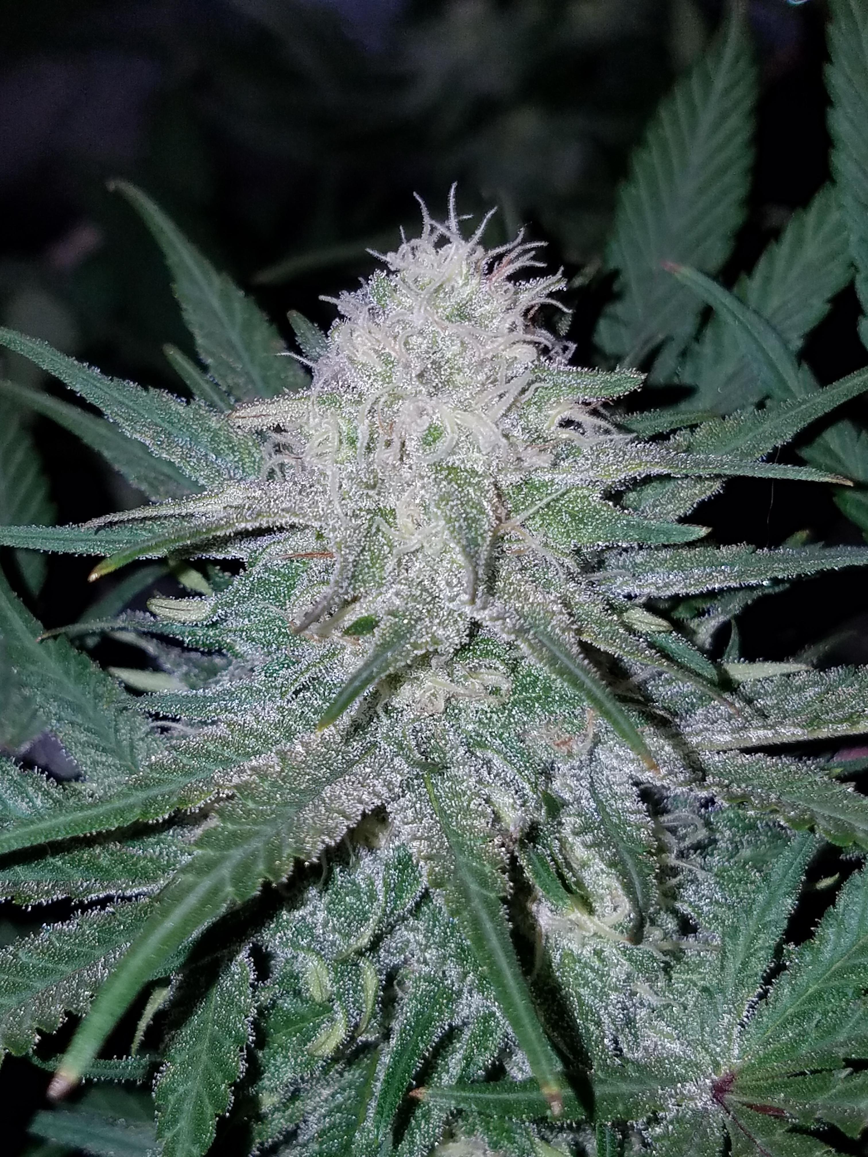 peanut butter cali