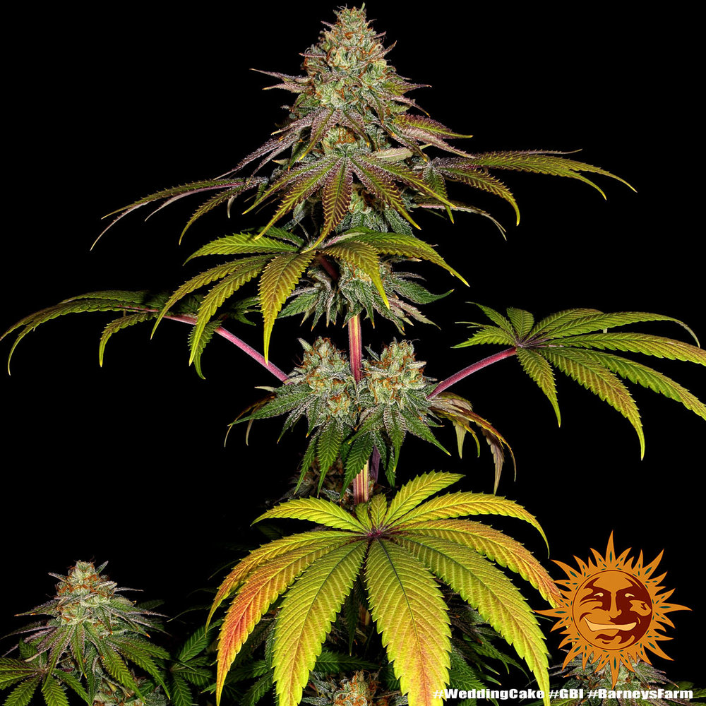 edibles order online