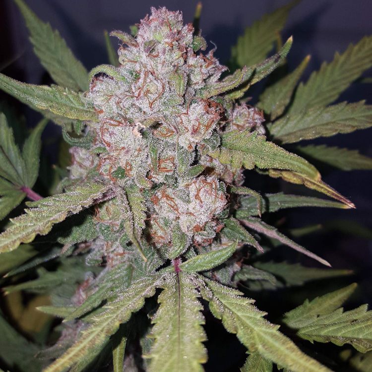 madbudz reviews