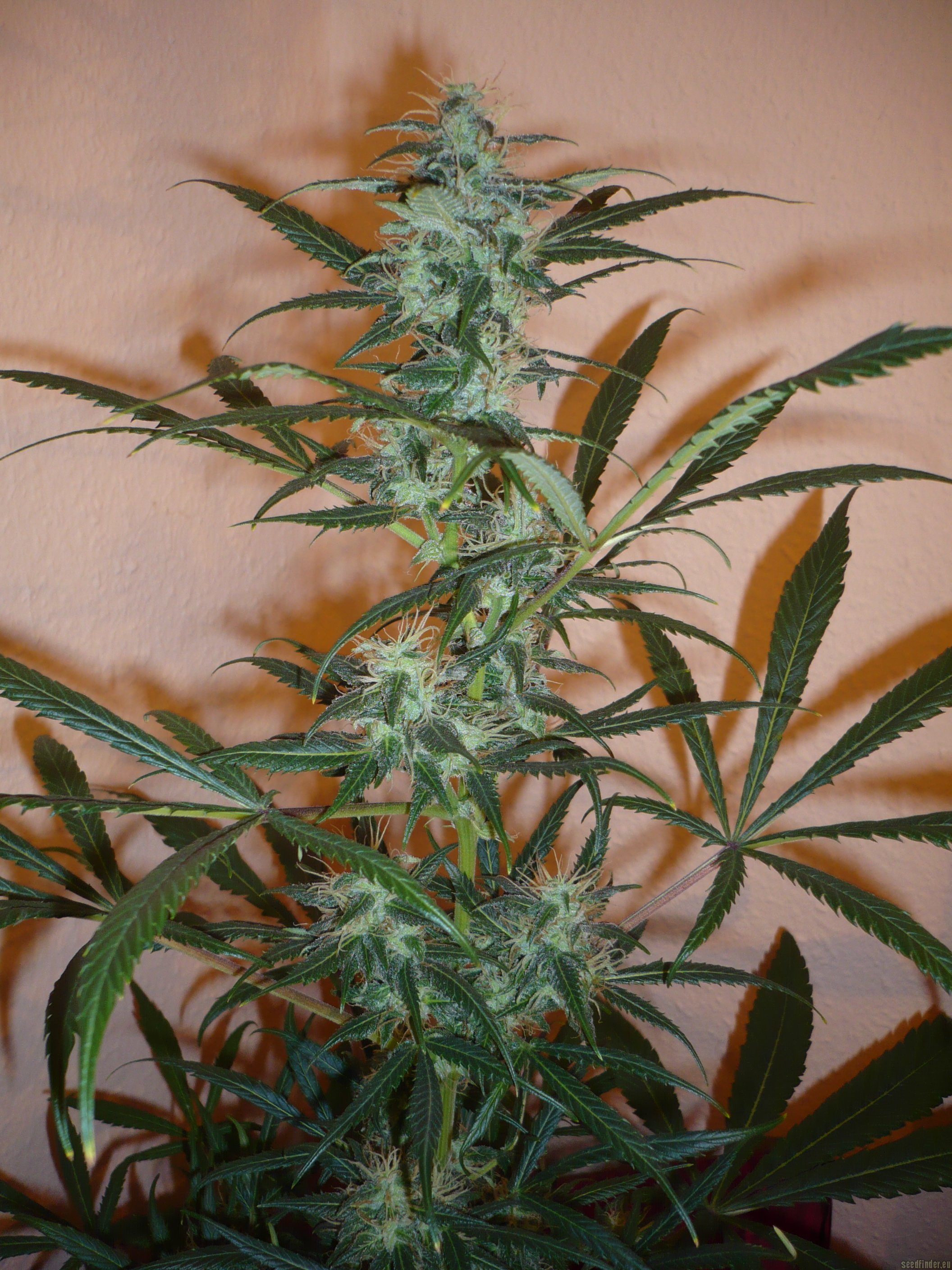 best weed shop online