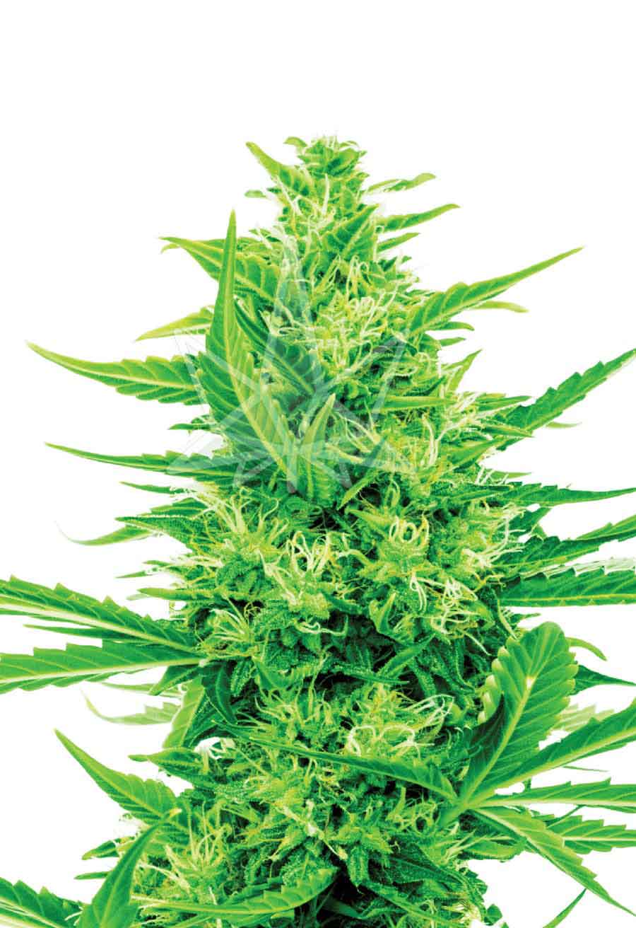 cali shake
