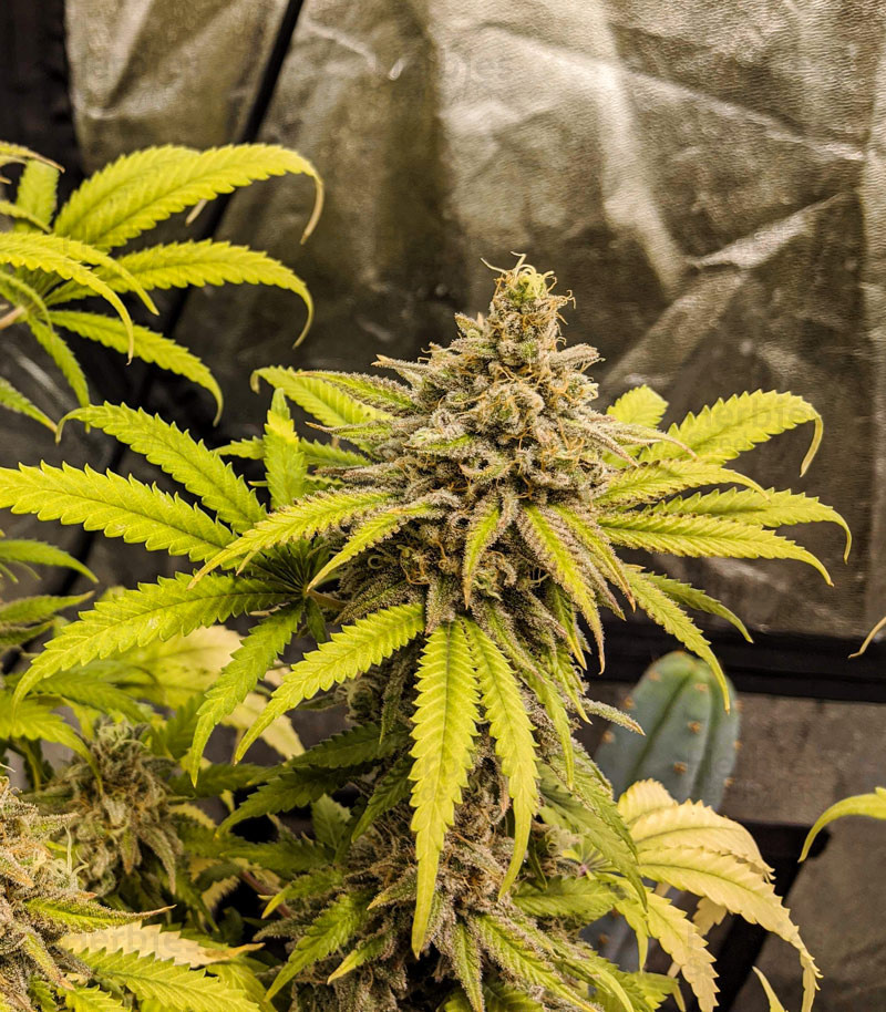 weed store uk