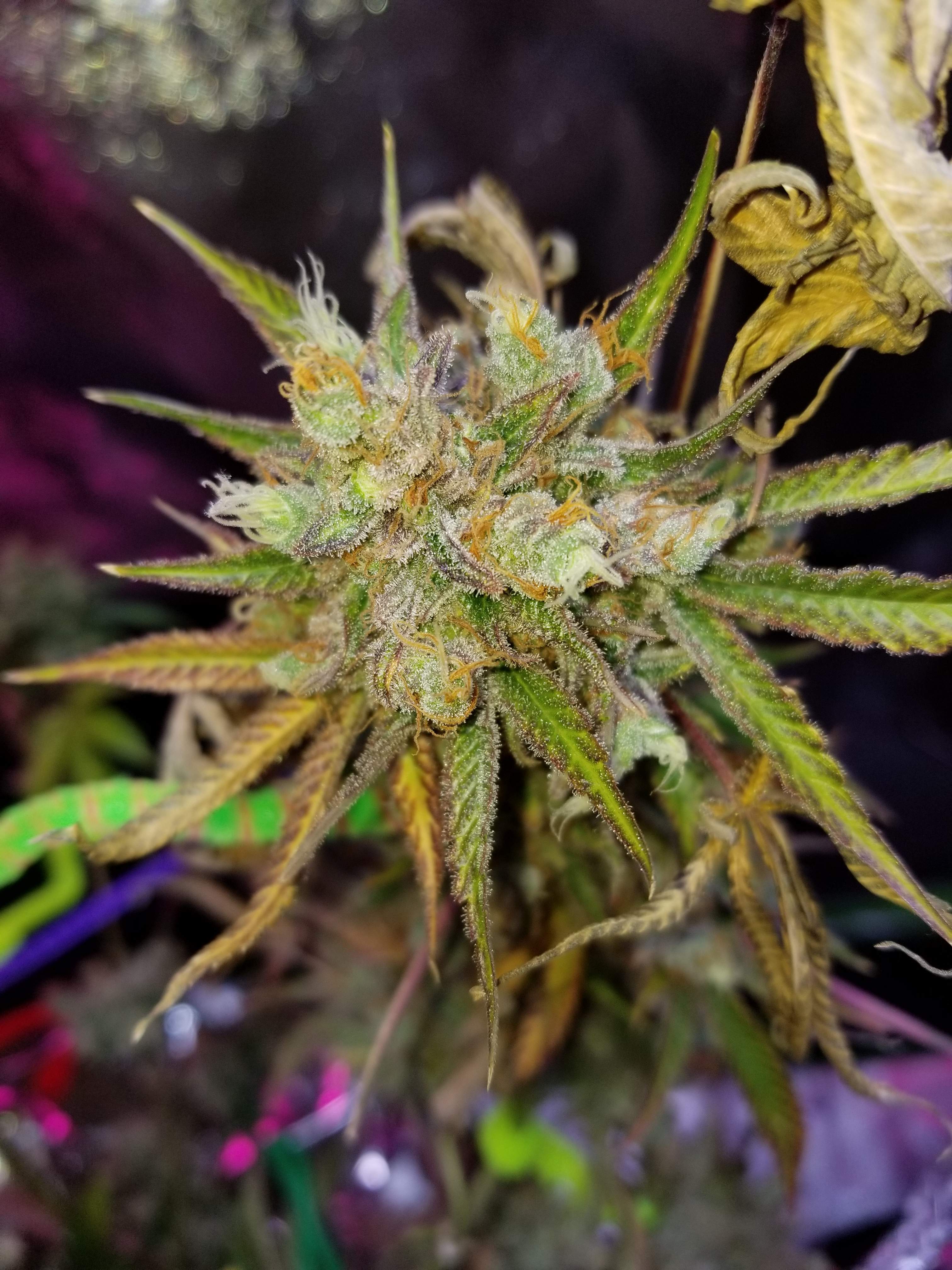 where can i buy edibles weed