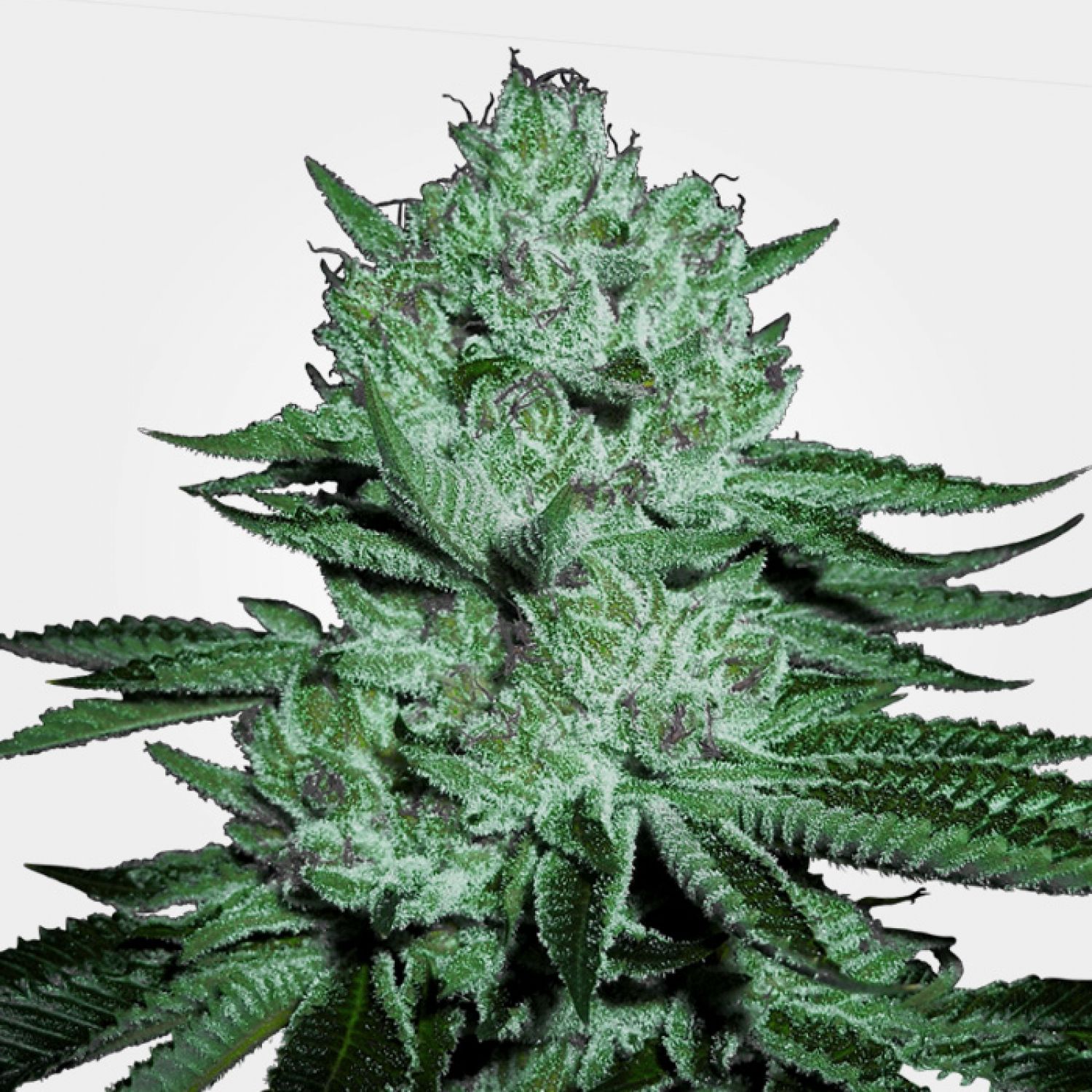 weed online shop uk