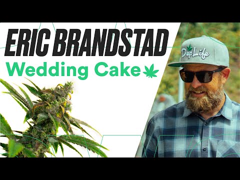 THC Vape Pencils Buy Weed Pencil On the web Uk Marijuana Store HighTHC