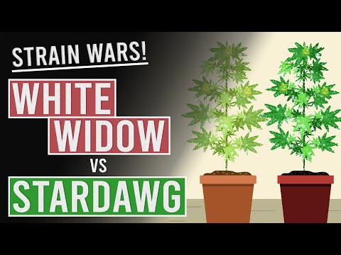 edibles order online