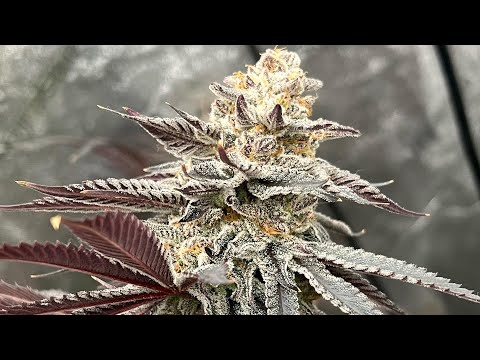 jungle boyz thc vape