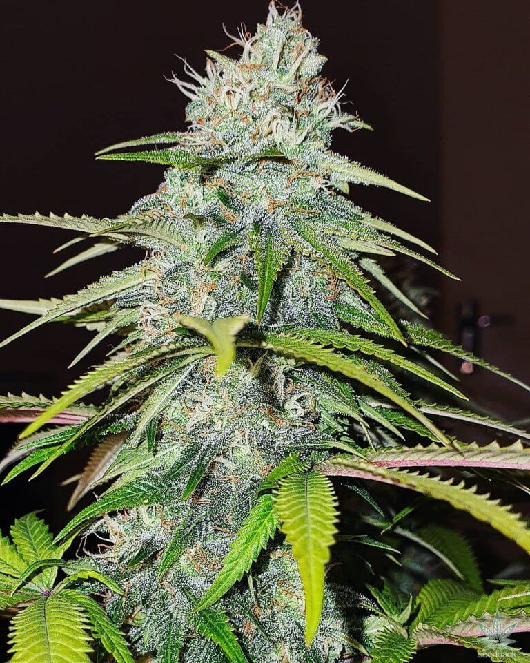 can you buy edibles online