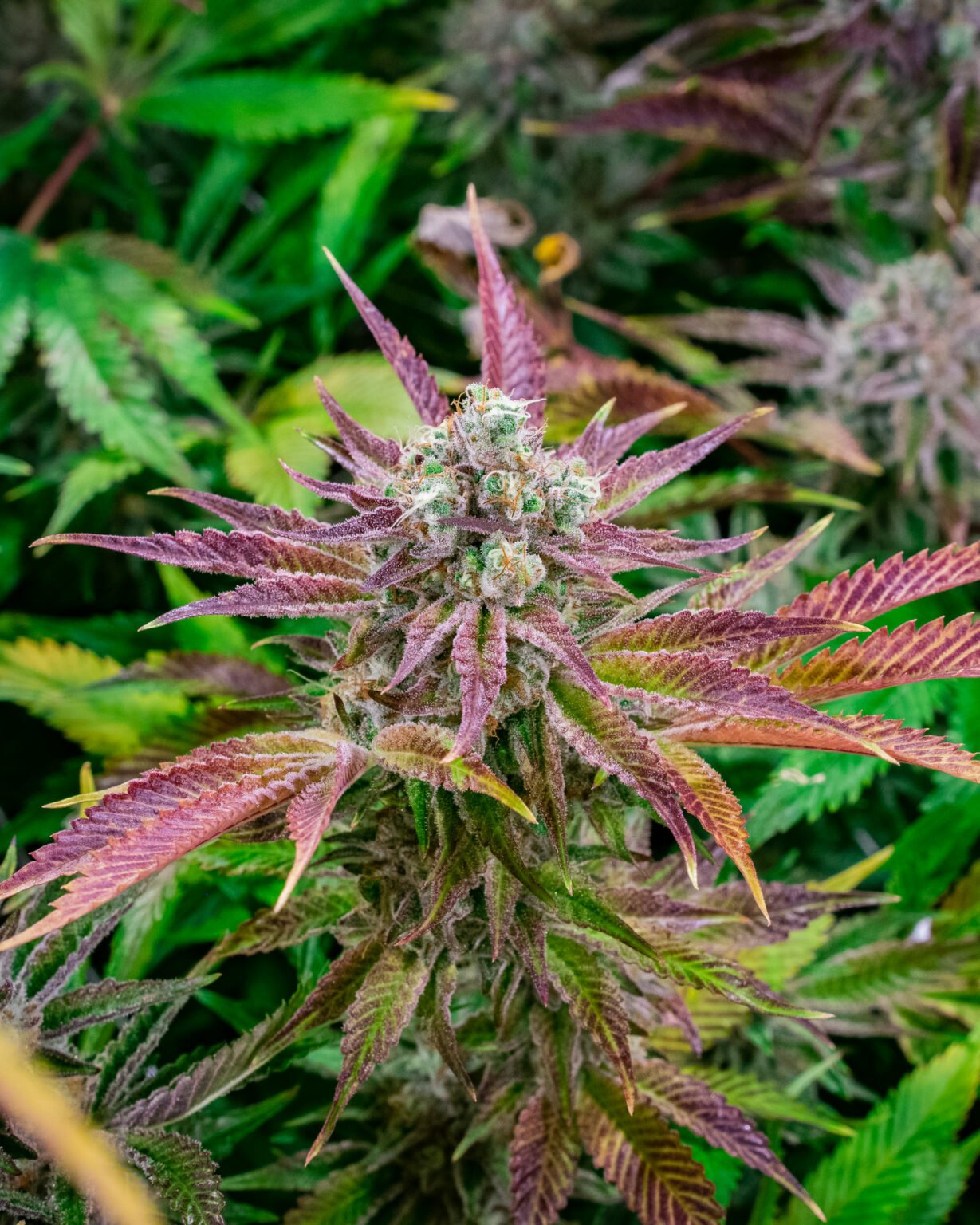 mcflurry weed strain