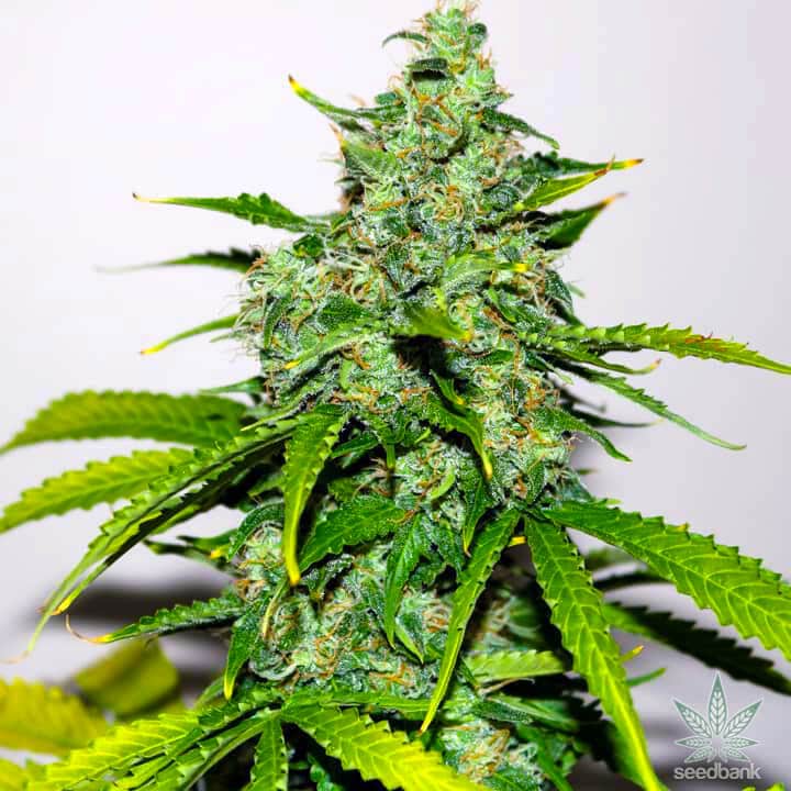 buy weed edibles